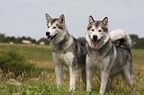 ALASKAN MALAMUTE 686